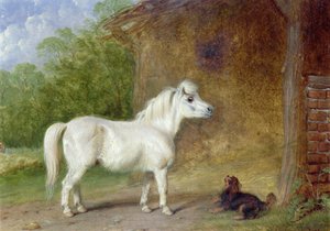 Een Shetlandpony en een King Charles-spaniël